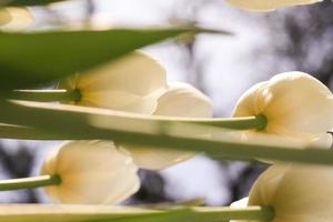 White tulip flower on a green background photo