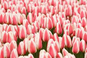 tulipanes de rayas rosas en el jardín