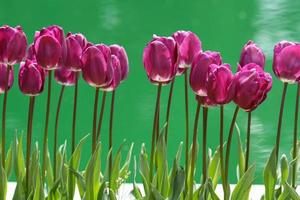 Purple tulips next to the green water pond
