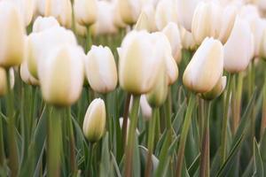 White tulips in the garden photo