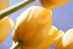 Yellow tulips on a blue sky background photo