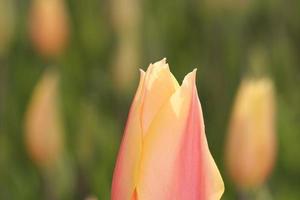 Macro shot of orange tulip photo