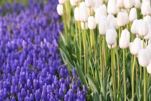 Field of blue grape hyacinth and white tulips photo