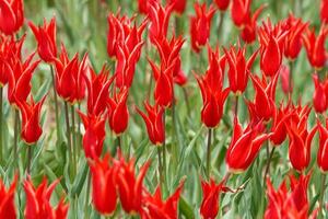 Red tulips field close up photo