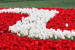 Field of tulips white and red photo