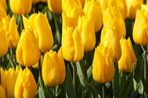 Close up of yellow tulips photo