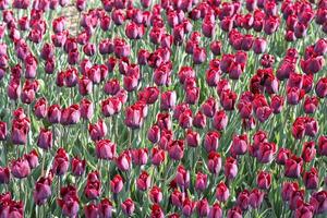 Field of purple tulips photo