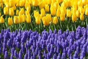 Field of blue grape hyacinth and yellow tulips photo