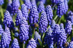 Close up of blue grape hyacinth and bees flying photo