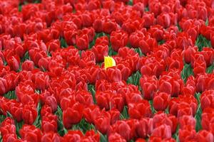 Red tulips field with only one yellow tulip in the middle