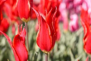 Red tulips close up photo