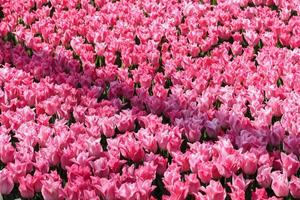 vista de los tulipanes rosas en el jardín desde arriba foto