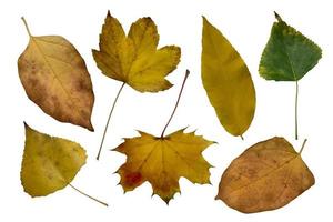 juego de hojas de otoño amarillo brillante, objeto aislado, recorte, elemento aislado sobre fondo blanco, estado de ánimo colorido de primavera o verano estacional, enfoque suave y camino de recorte foto