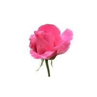 Pink isolated rose, stem without leaves delicate flower branch on the white background, cutout object for decor, design, invitations, cards, soft focus and clipping path photo