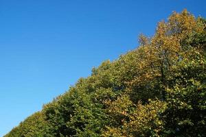 treetops and clear sky on a sunny day photo