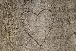 forma de corazón tallada en un árbol foto