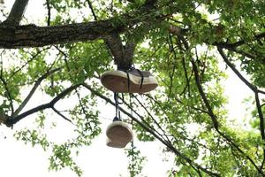 canvas shoes hanging from tree branch photo