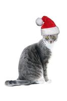 tabby cat wearing santa hat for christmas photo