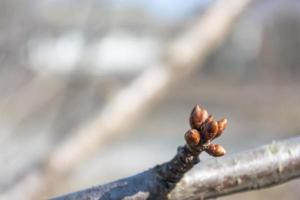 Unopened cherry buds on a branch. photo