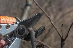 Spring pruning of branches on fruit trees photo