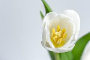 vista superior tulipán blanco con hojas, espacio para escribir. foto