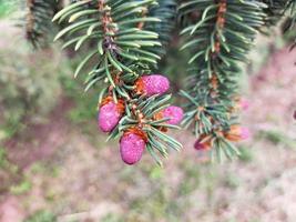 the pink buds on the fir are ready to bloom and give new shoots photo
