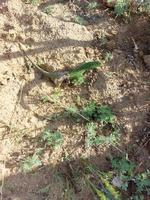 a small green lizard in the molting period, the old skin has not all peeled off yet photo