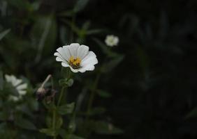 bellis perennis es una especie europea común de margarita, en la familia asteraceae foto