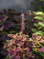 Coleus atropurpureus Benth is a shrub with a height of up to 1.5 m photo