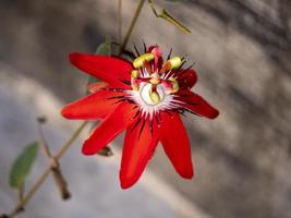 Passiflora miniata, Red Passiflora miniata photo