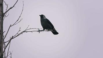 cuervo en la rama de un árbol video