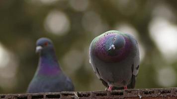 pigeons d'oiseaux animaux dans la nature