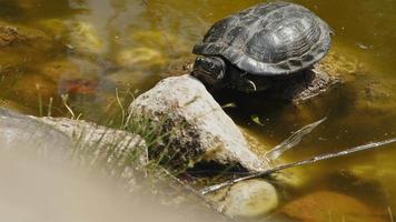 tortues animales dans un lac vert video