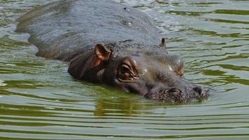 mamífero animal hipopótamo está en el agua video