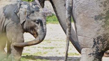 Mammal Animal Elephant in Nature
