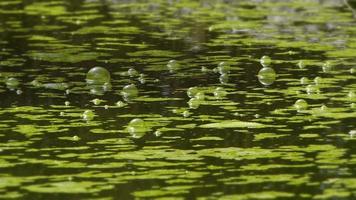 bulles sur l'eau verte du lac moussu video