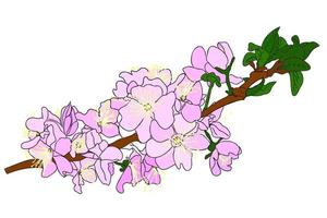 Flowering tree branch with pink leaves and green leaves on a white background.You can use it when printing postcards and clothes and in other cases vector