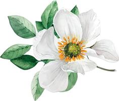 delicado ramo con flor de acuarela blanca y vegetación, pintado a mano. vector