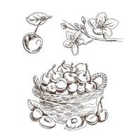 Cherry vector vintage drawing set. Isolated hand drawn berries, basket and flower on white background.  Illustration for label, poster, print, pattern.
