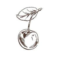 dibujo de cereza vectorial. cereza dibujada a mano aislada sobre fondo blanco. ilustración de frutas de verano. comida vegetariana detallada. ideal para etiquetas, afiches, impresiones. vector