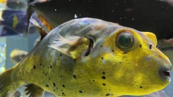 fish swimming aquarium in underwater video