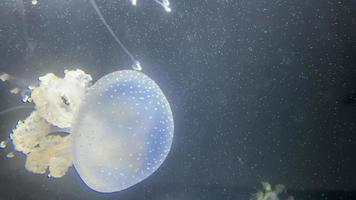 close up on jellyfish in underwater video