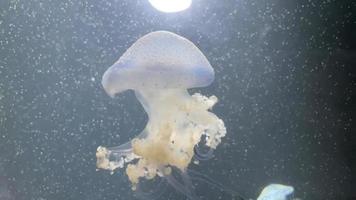 medusas en el agua video