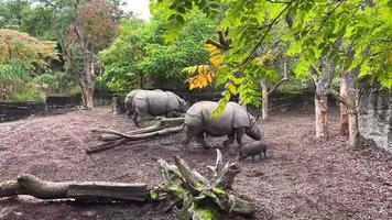 grupo de rinocerontes no zoológico