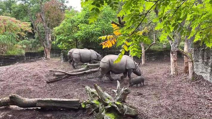 動物園影片