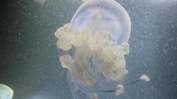jellyfish swimming underwater video