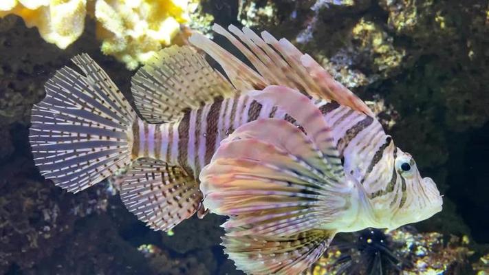 水族館影片