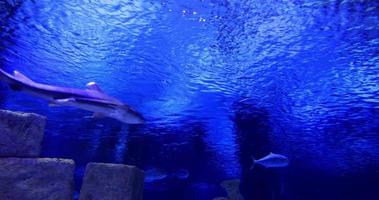 fish swimming aquarium in underwater video
