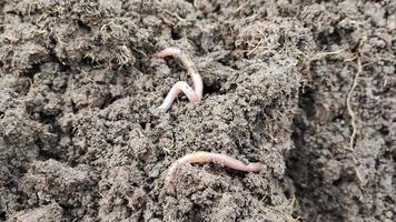 Black earth with worms. Digged soil. video