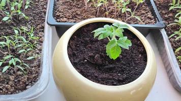 cultivo de tomates y pimientos en cajas en el alféizar de la ventana video